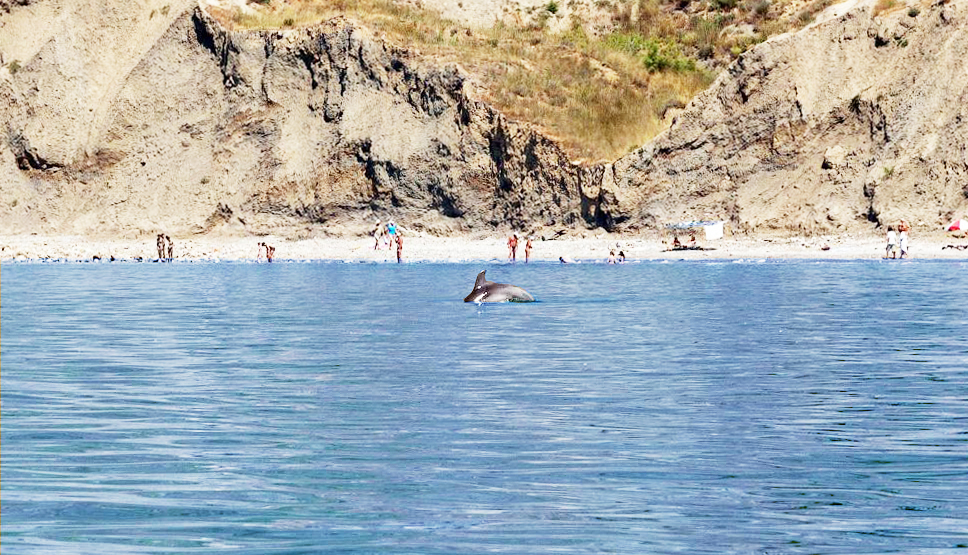Пляжи Орджоникидзе Крым дельфины