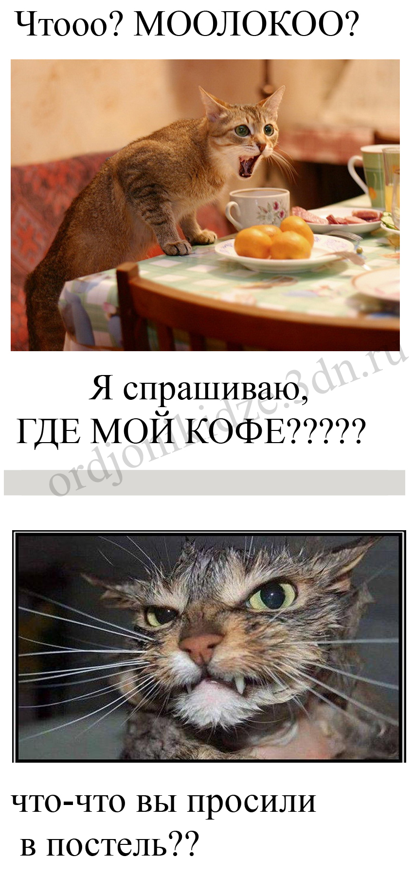 блог сайта Орджоникидзе приколы коты
