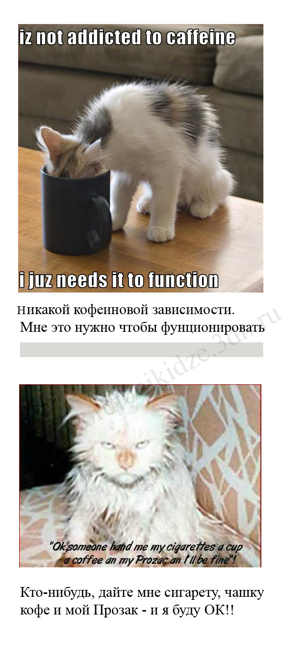 блог сайта Орджоникидзе приколы коты