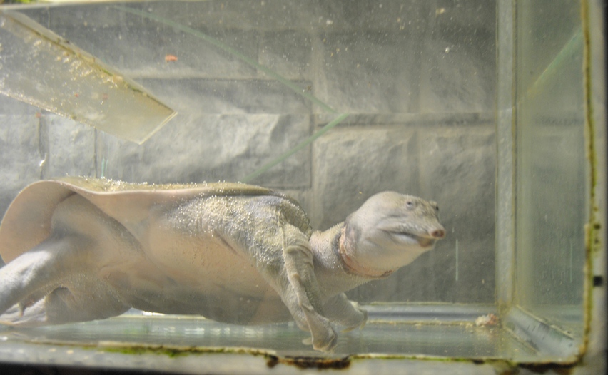 Черепаха на биостанции рядом с Карадагом (экскурсии из Орджоникидзе)