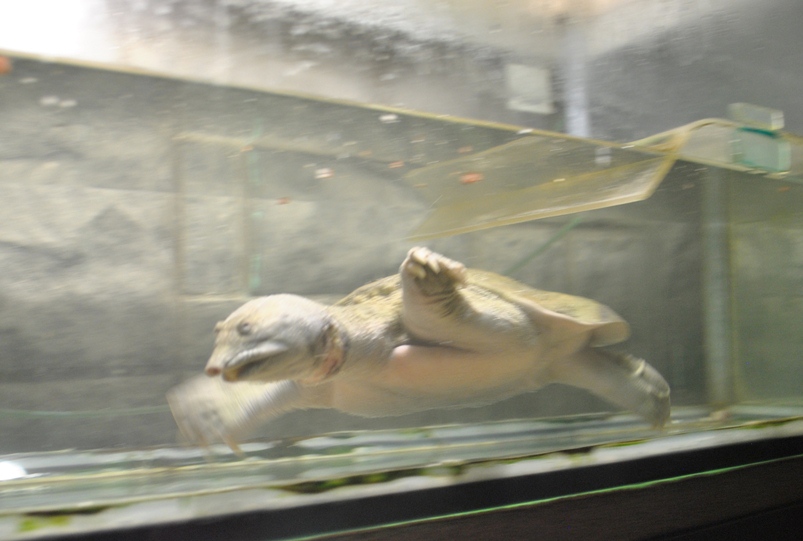Черепаха на биостанции рядом с Карадагом (экскурсии из Орджоникидзе)